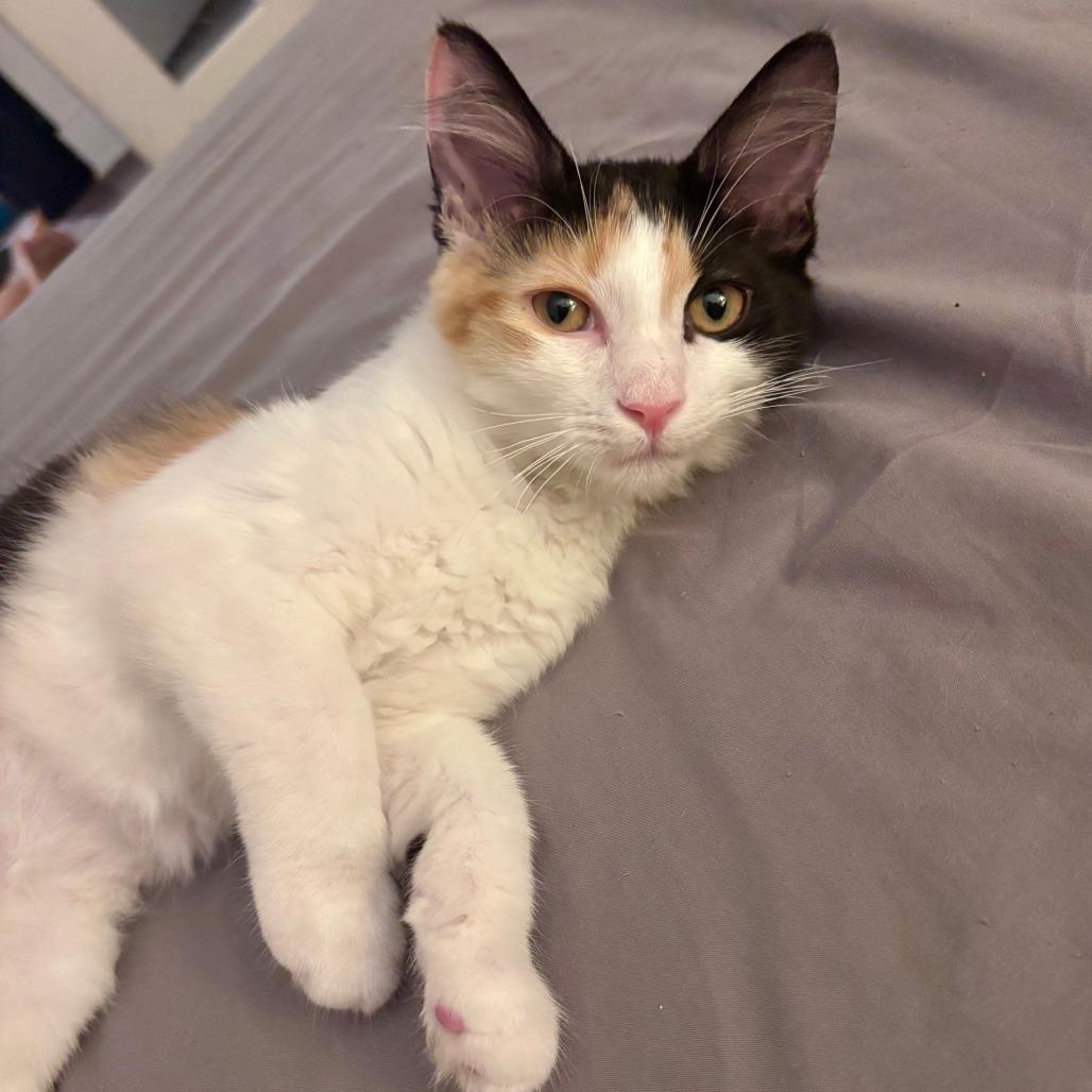 Mewow, a Adoptable Domestic Long Hair in Washington, DC image 6/6