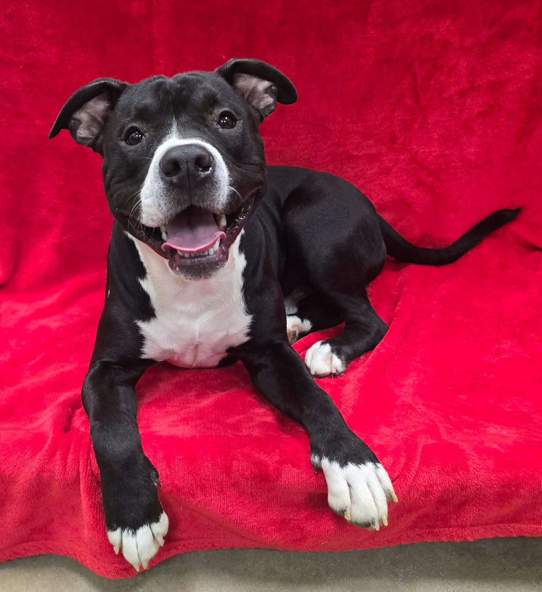 Milo, Adoptable, Adult Male American Bully.