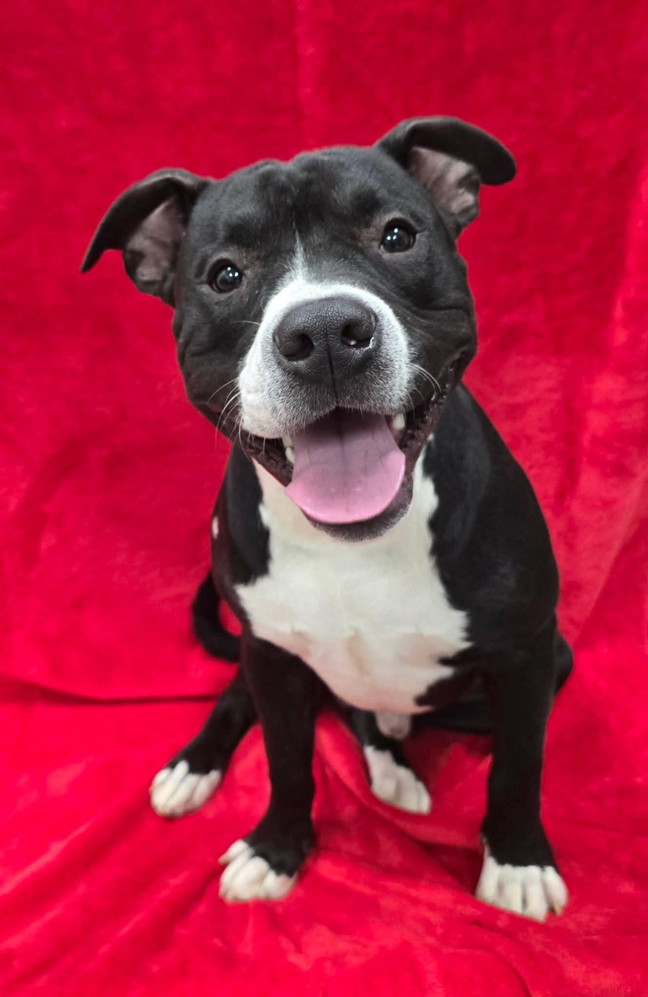 Enlarge Milo, a Adoptable mixed breed in Frankfort, IN image 2/4