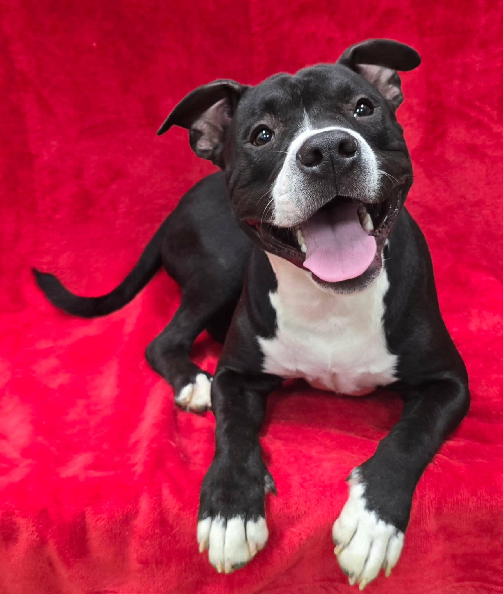 Enlarge Milo, a Adoptable mixed breed in Frankfort, IN image 3/4