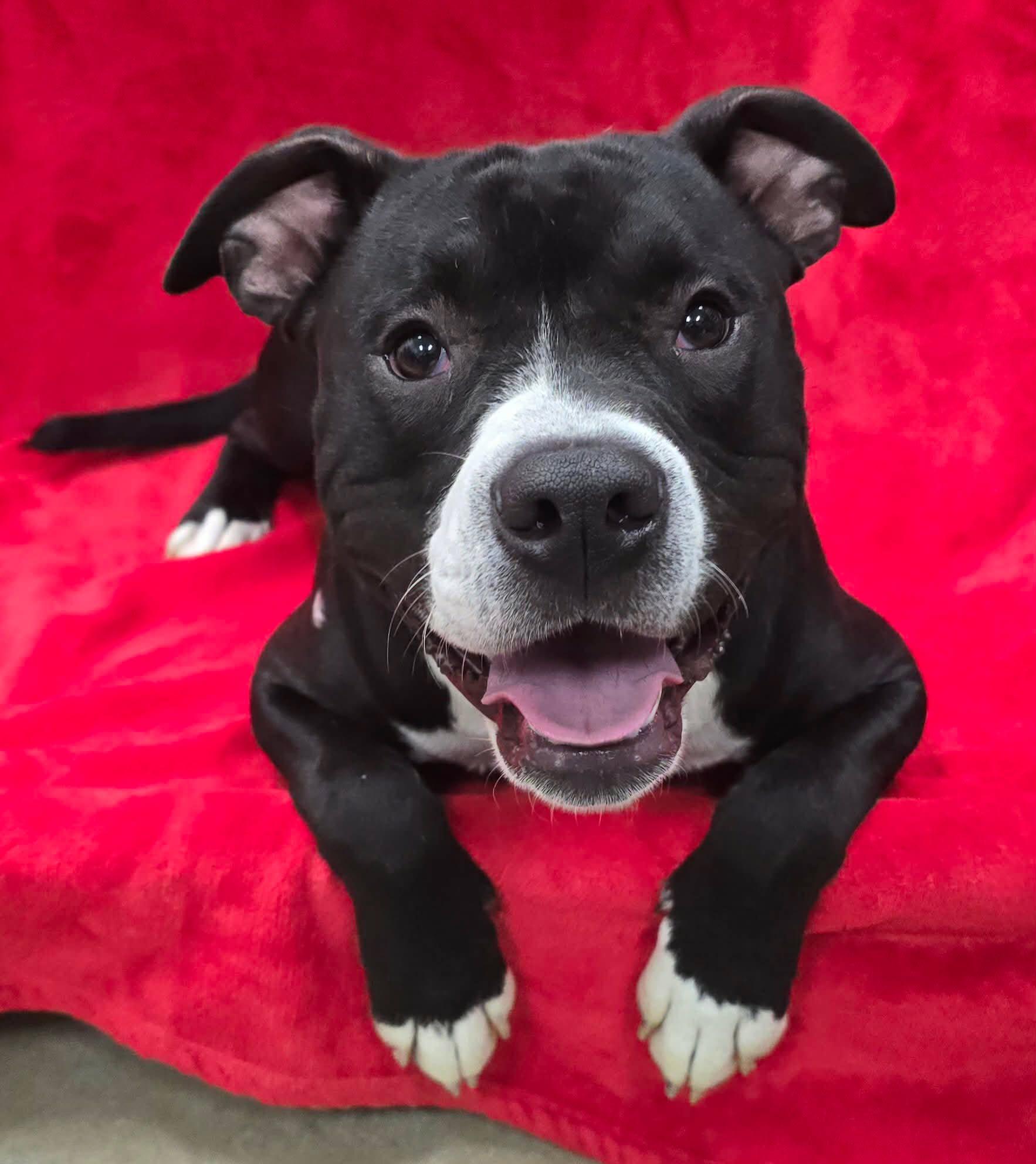Enlarge Milo, a Adoptable mixed breed in Frankfort, IN image 4/4