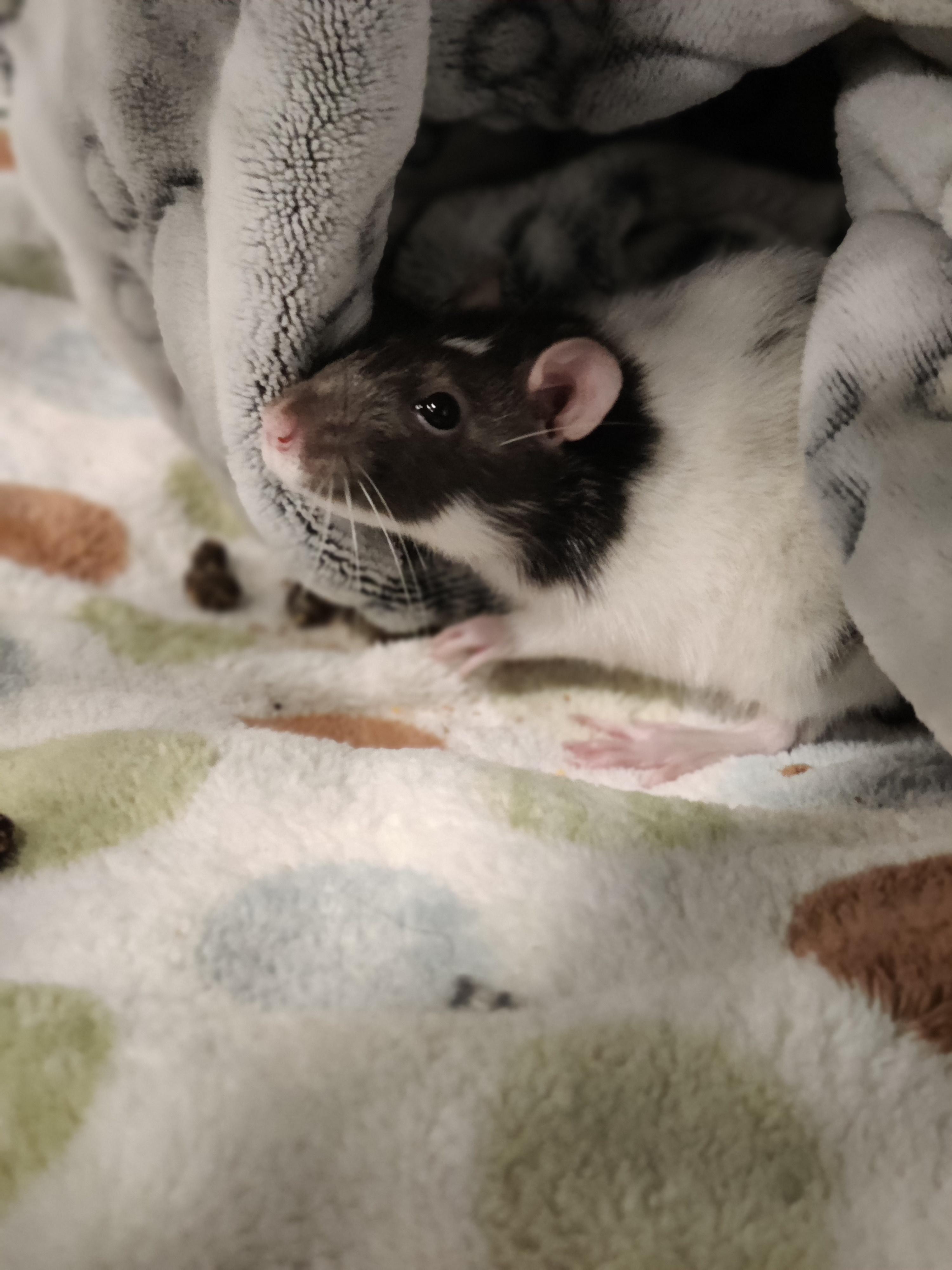 Enlarge Pip, an adoptable Rat in Hamilton, ON image 1/1