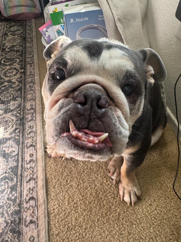 Enlarge Bubi, a Adoptable English Bulldog in ventura, CA image 1/1