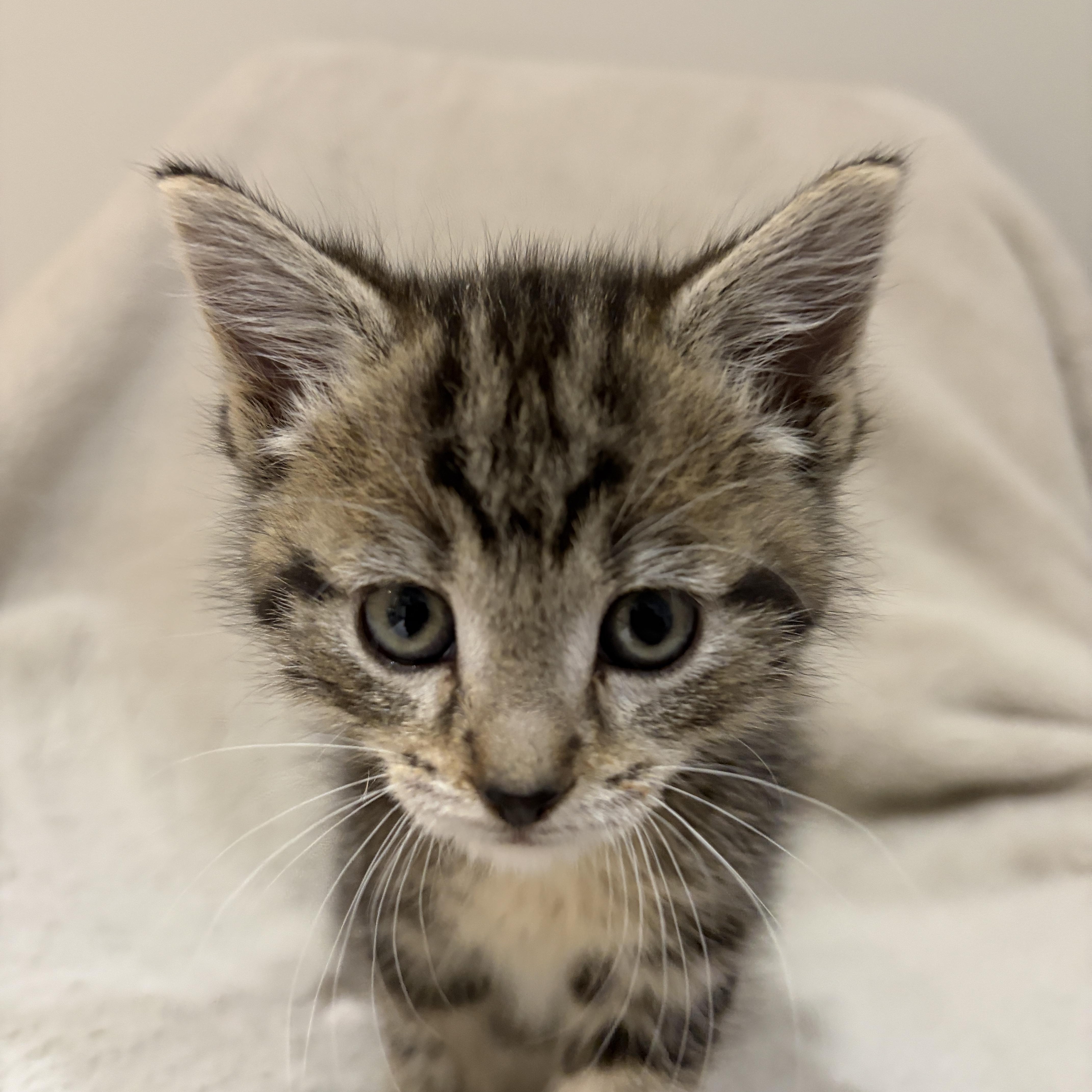 Enlarge Pebbles, an adopted Tabby in Wadsworth, IL image 4/5