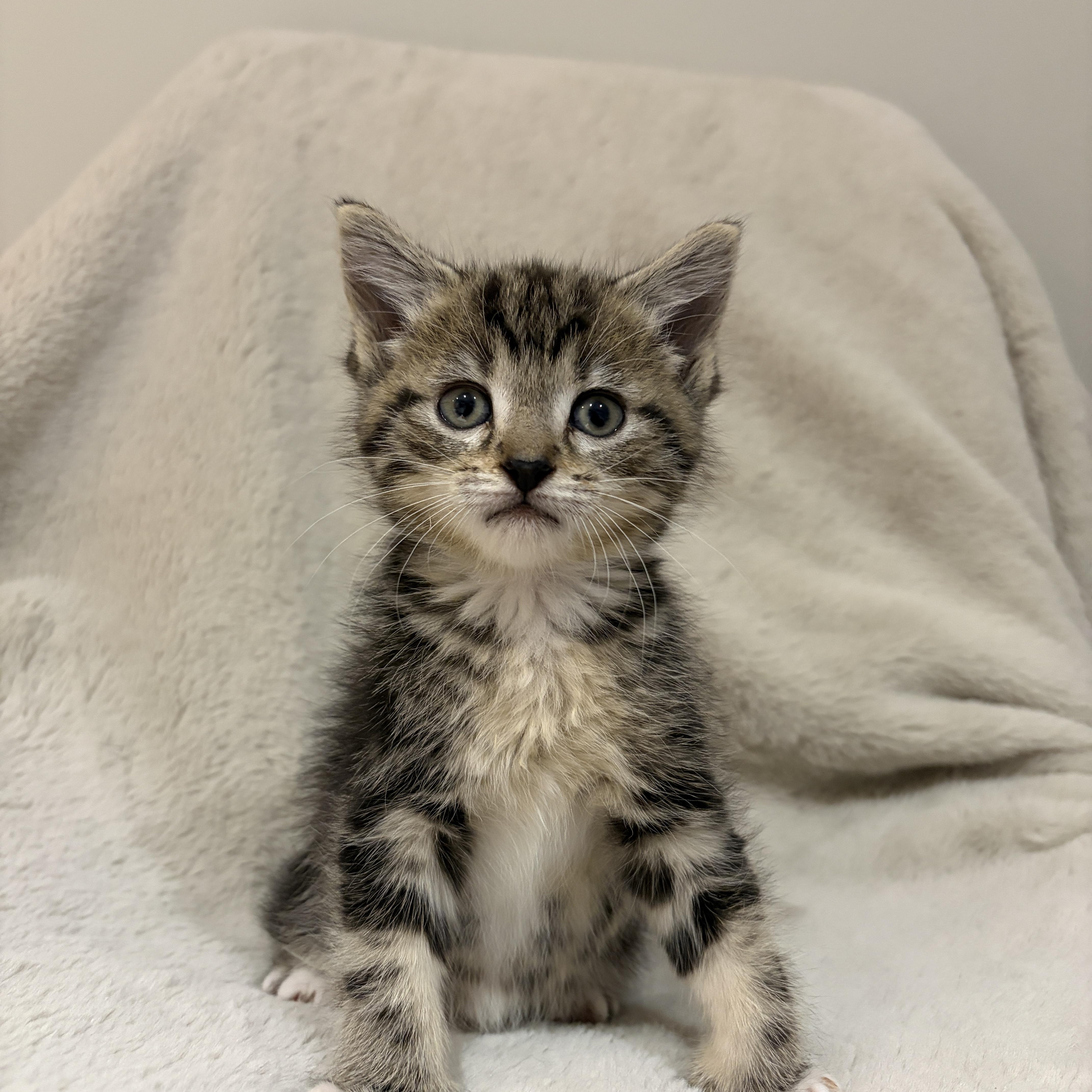 Pebbles, adopted, Kitten Female Tabby.