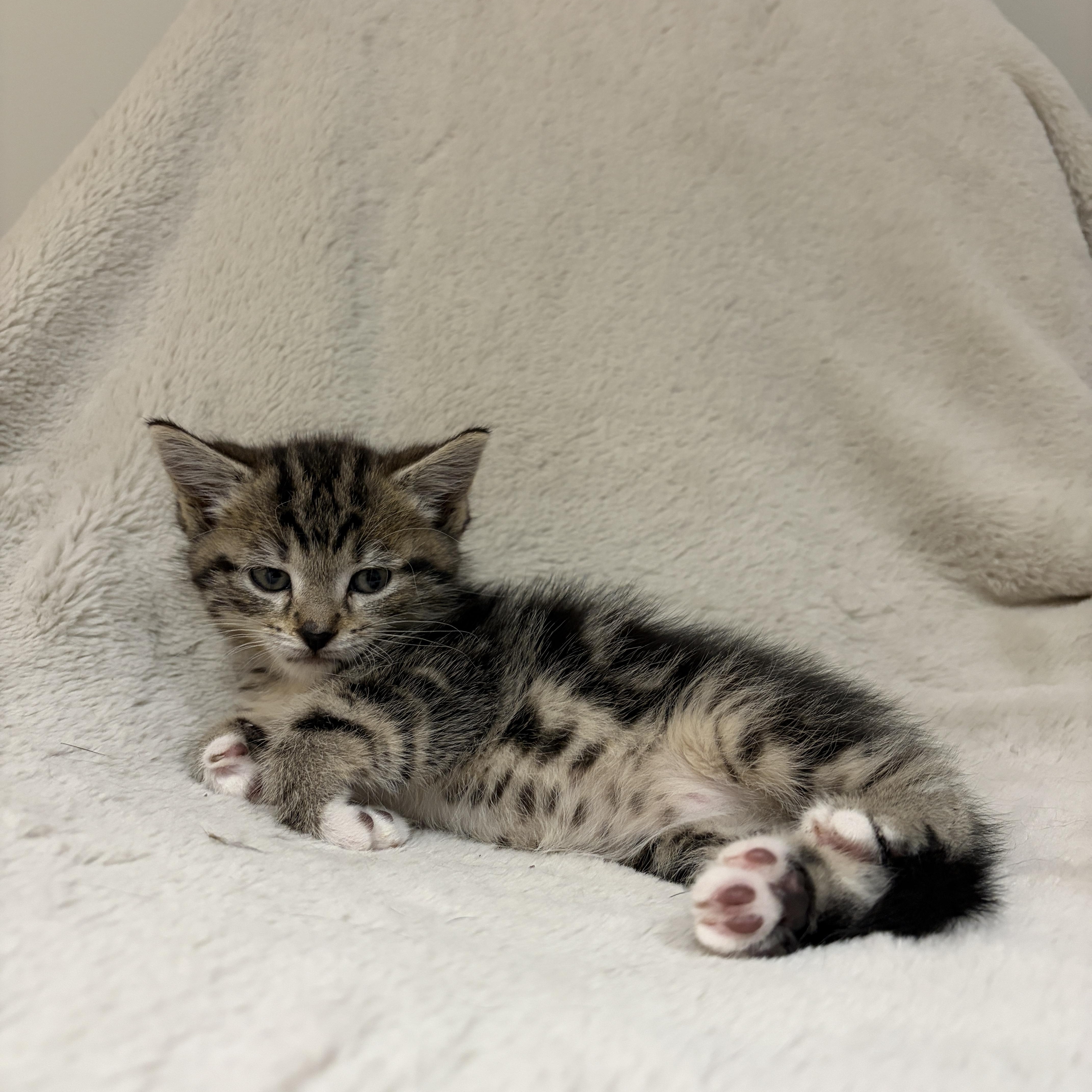 Enlarge Pebbles, an adopted Tabby in Wadsworth, IL image 2/5
