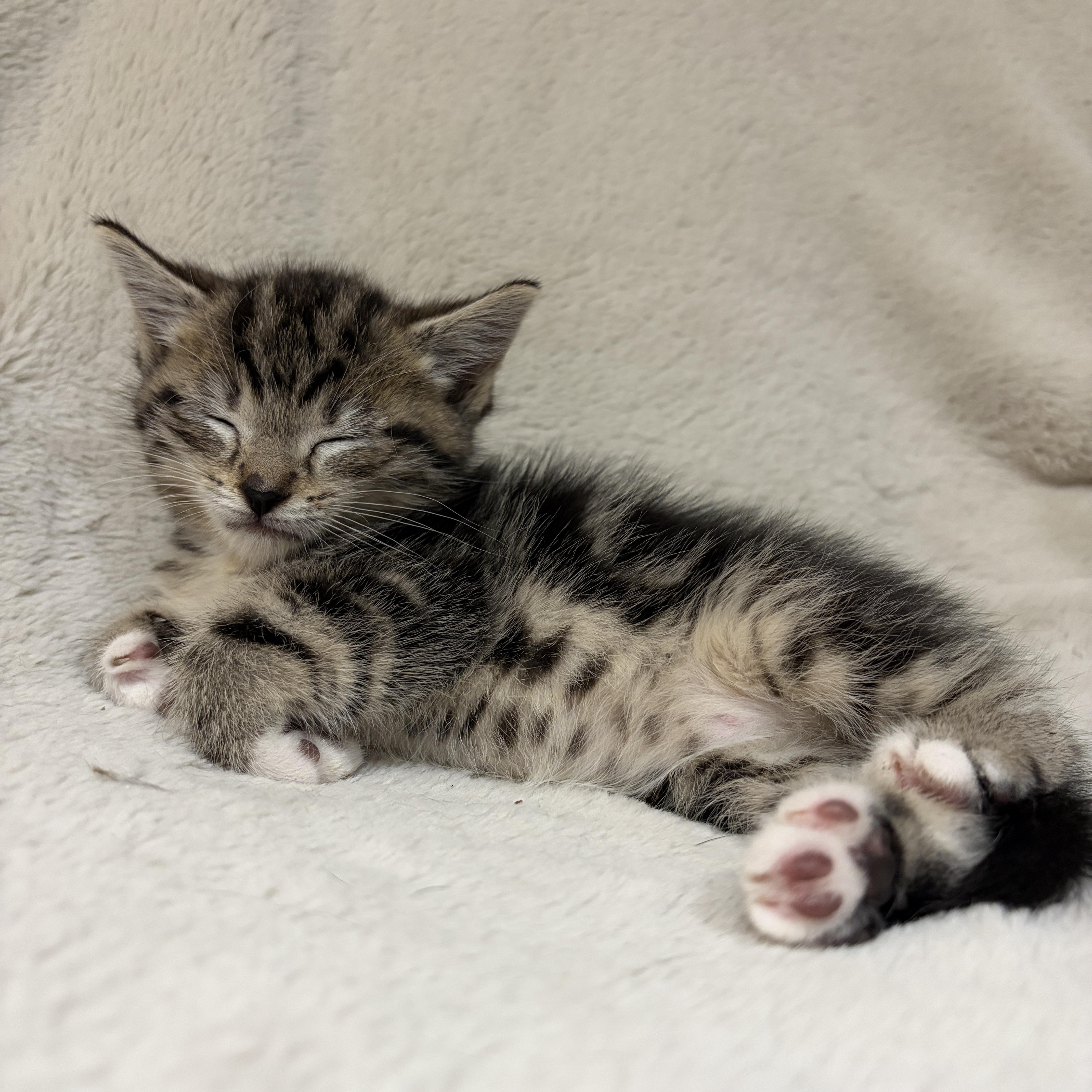 Enlarge Pebbles, an adopted Tabby in Wadsworth, IL image 5/5