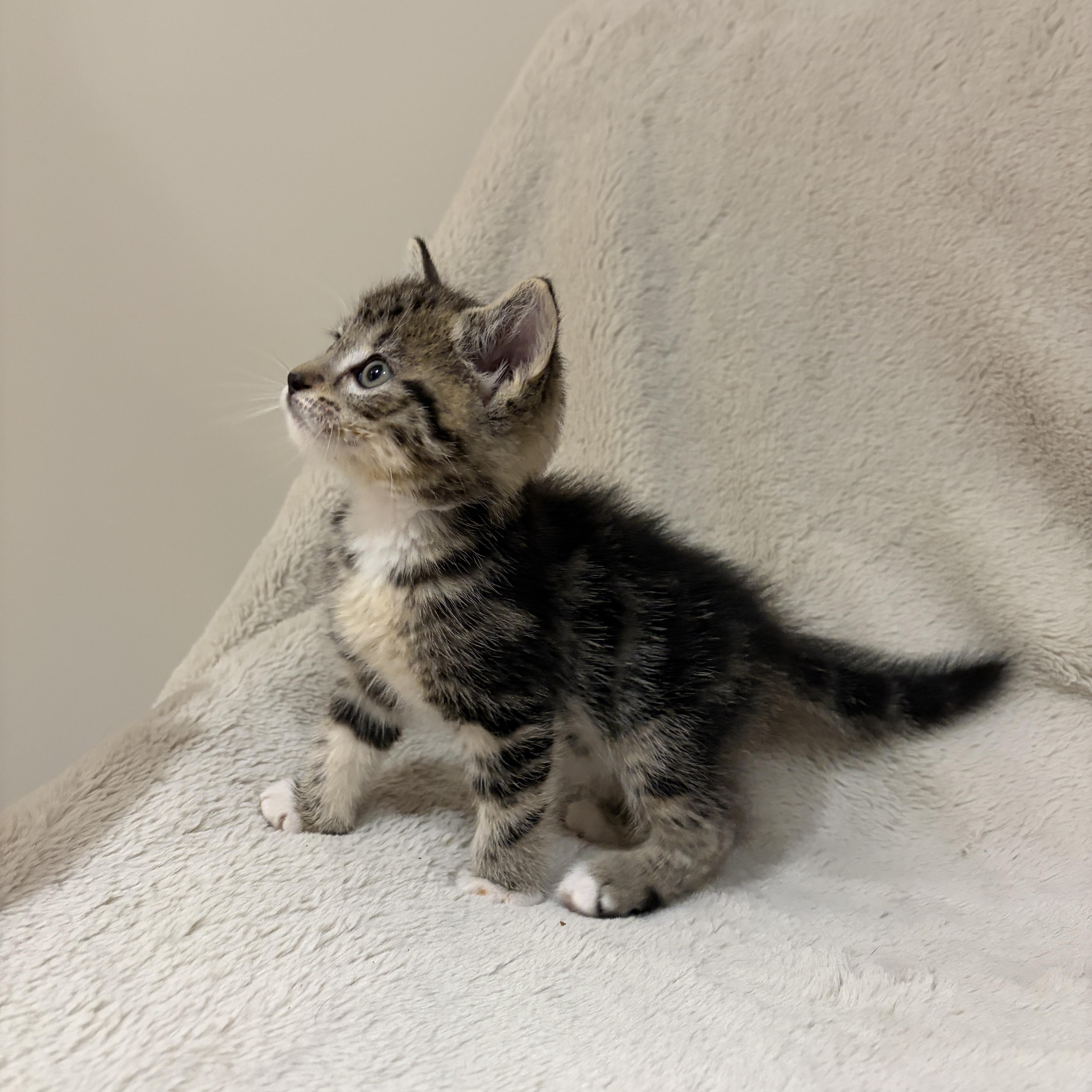 Enlarge Pebbles, an adopted Tabby in Wadsworth, IL image 3/5