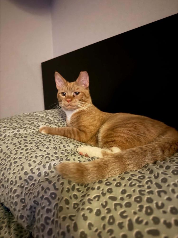 Hugo, Adoptable, Young Male Tabby.