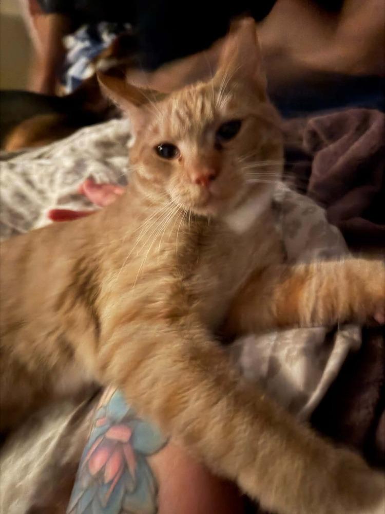 Enlarge Hugo, a Adoptable Tabby in Orlando, FL image 2/3
