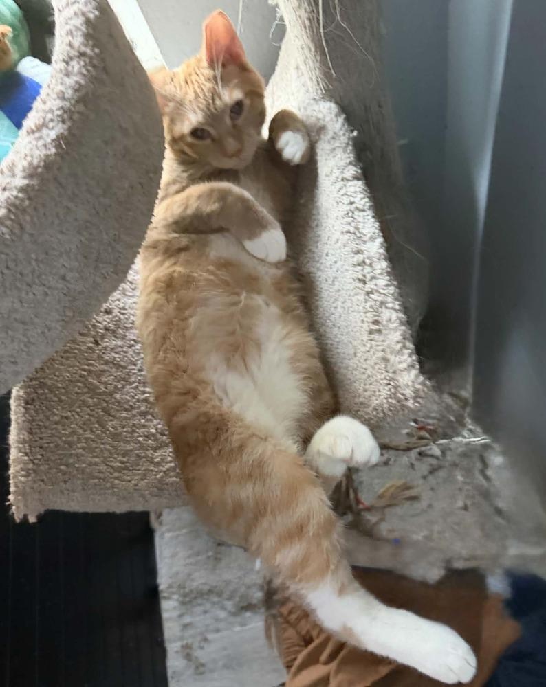 Enlarge Hugo, a Adoptable Tabby in Orlando, FL image 3/3