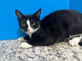 Aston, an adopted Domestic Short Hair in Powell, OH_image-1