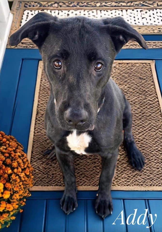 Dog for adoption Addy, a Mixed Breed in Flint, MI Petfinder