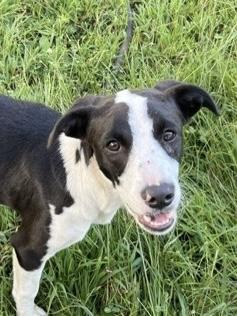 Lucky Penny, Adoptable, Young Female Border Collie.