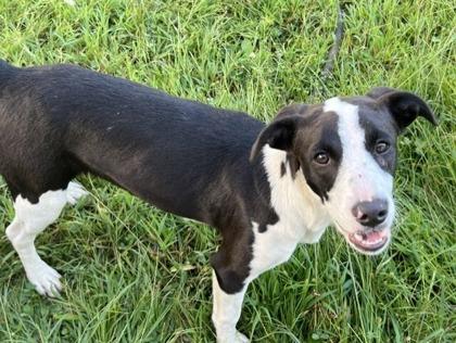 Enlarge Lucky Penny, a Adoptable Border Collie in Marshall, NC image 2/2