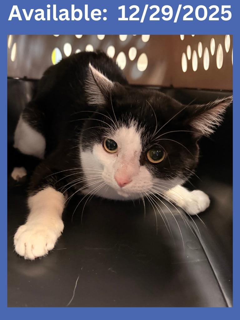 Cat Condo #5, Adoptable, Young Male Domestic Short Hair & Mixed Breed.