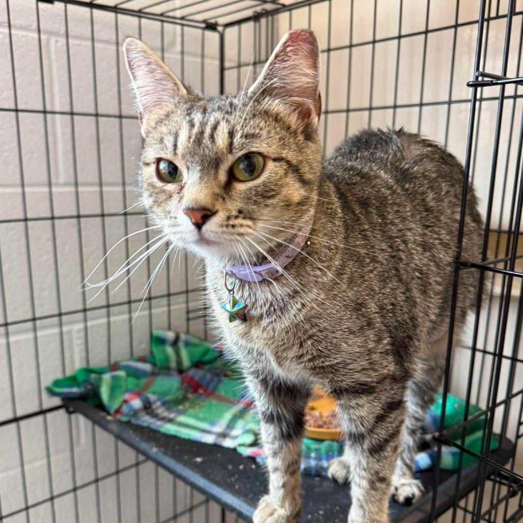 Tessie, Adoptable, Adult Female Domestic Short Hair.