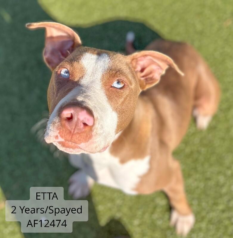 Enlarge Etta, a Adoptable Pit Bull Terrier in Supply, NC image 1/2