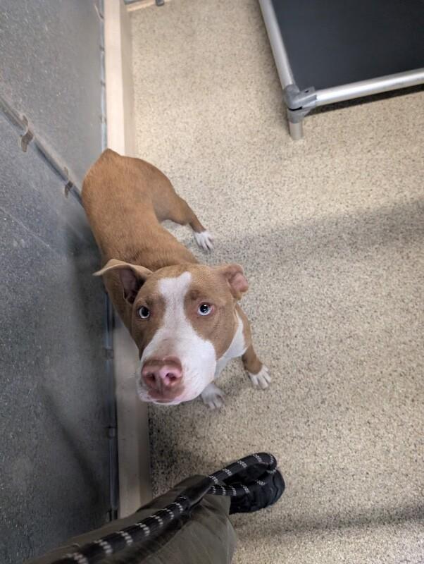 Enlarge Etta, a Adoptable Pit Bull Terrier in Supply, NC image 2/2