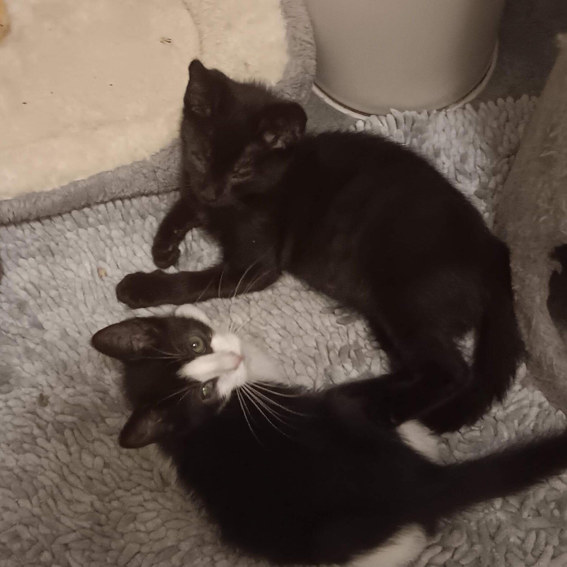 Demi and Dante, Adopted, Kitten Male Domestic Short Hair.