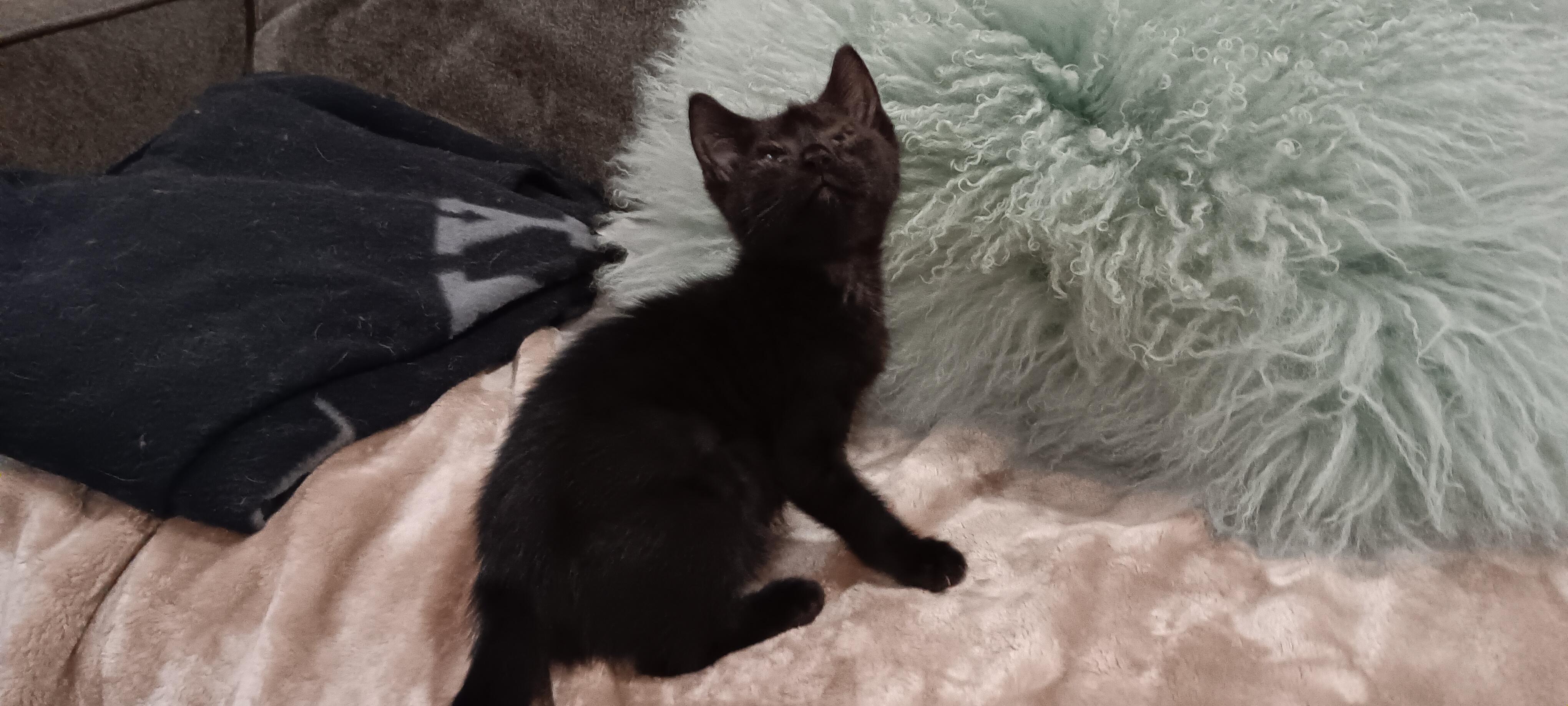 Enlarge Demi and Dante, a Adopted Domestic Short Hair in West New York, NJ image 2/3