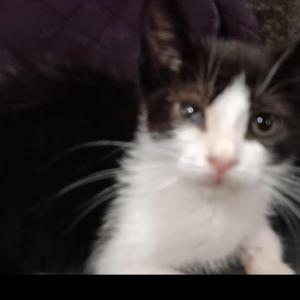 Enlarge Demi and Dante, a Adopted Domestic Short Hair in West New York, NJ image 3/3