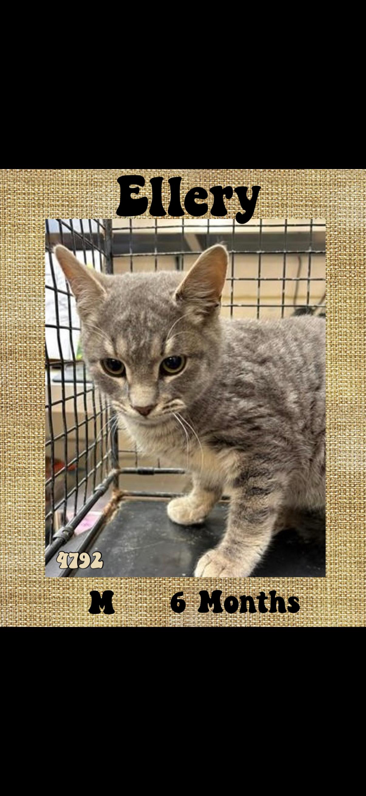 Enlarge Ellery, a ADOPTABLE American Shorthair in Marvin, NC image 1/1