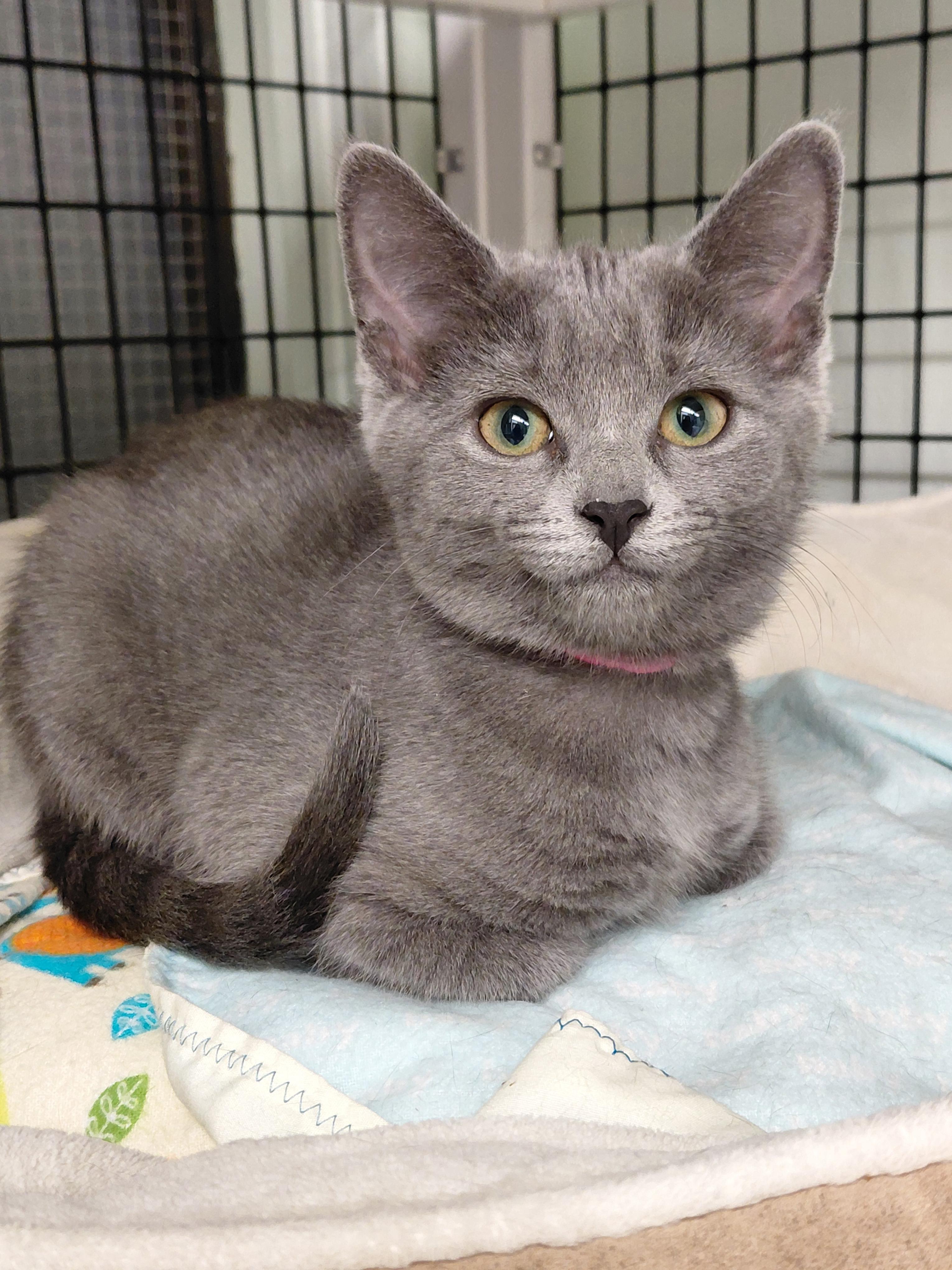 Mocha, a ADOPTABLE mixed breed in Hermosa Beach, CA image 2/3
