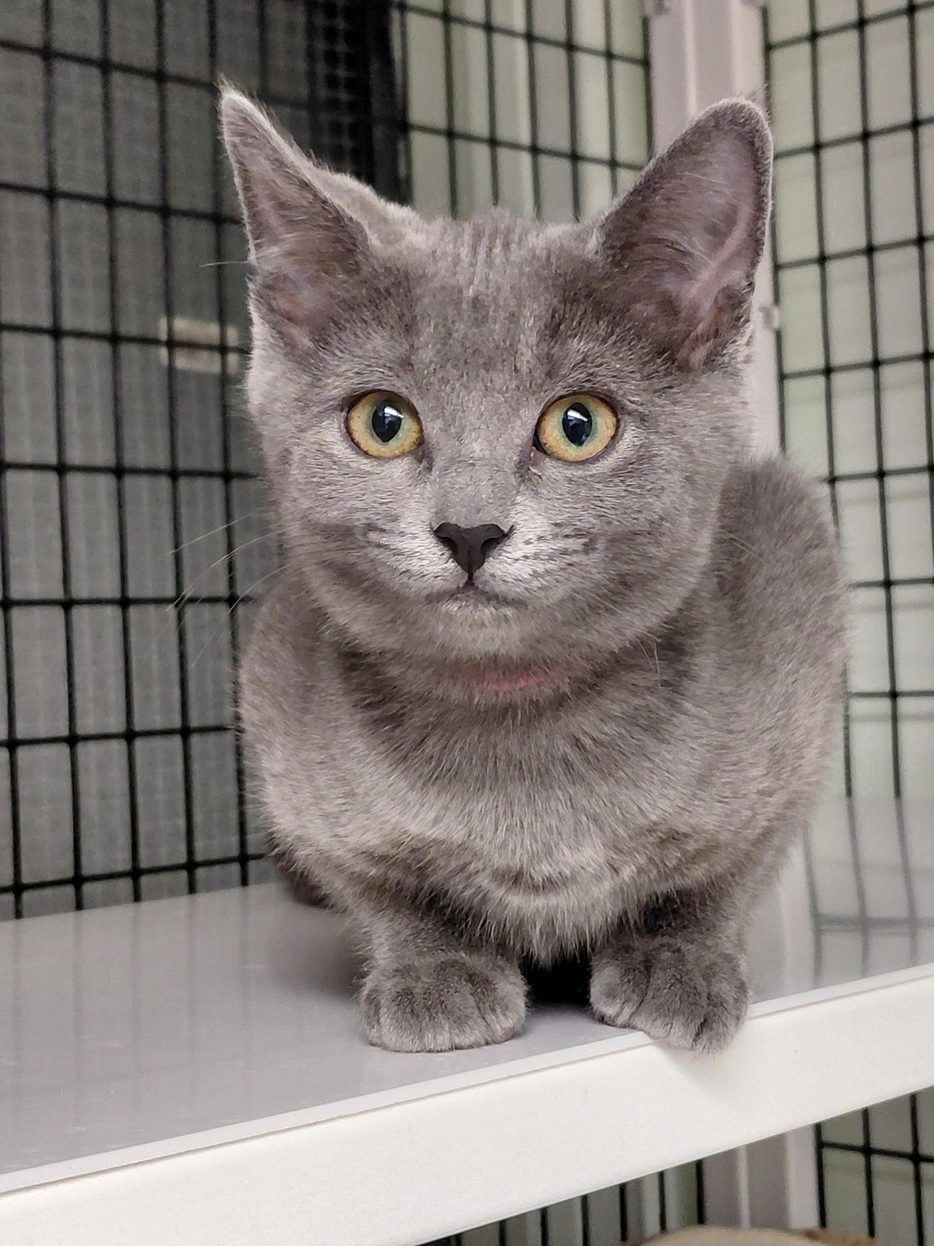 Mocha, a ADOPTABLE mixed breed in Hermosa Beach, CA image 3/3