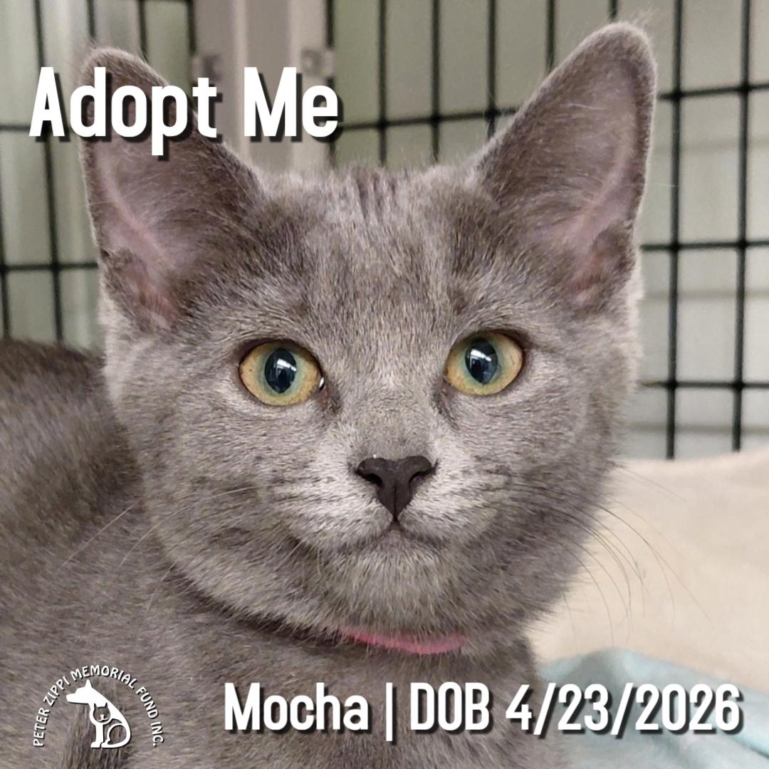Mocha, ADOPTABLE, Kitten Female Tabby & Domestic Short Hair.