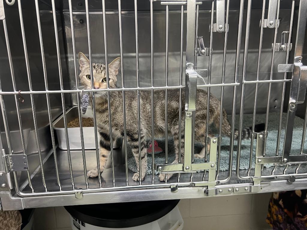 Vanity, Adoptable, Young Female Domestic Short Hair.