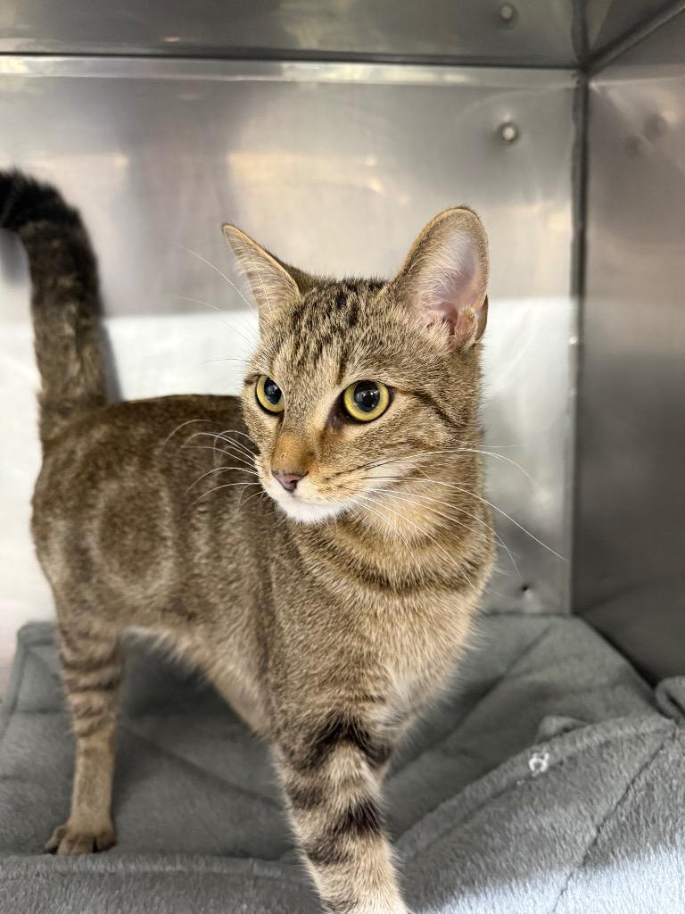 Vanity, a Adoptable mixed breed in Murray, KY image 2/3