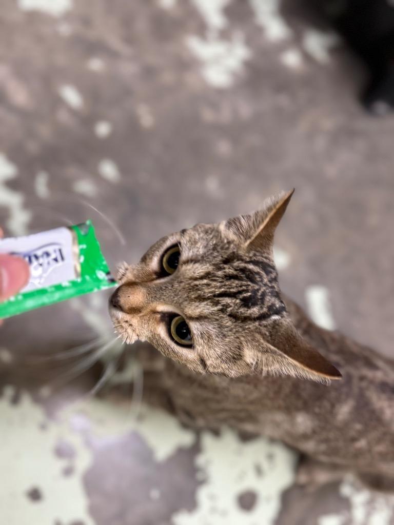 Vanity, a Adoptable mixed breed in Murray, KY image 3/3