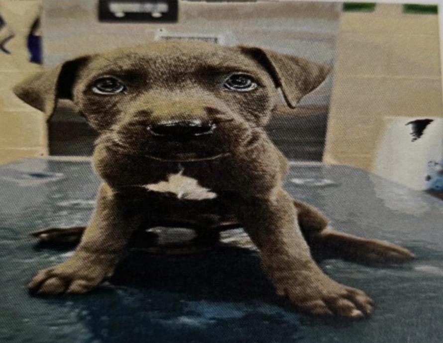 Enlarge Hudson, an adopted mixed breed in Zimmerman, MN image 1/1