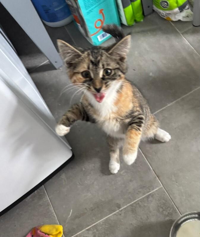 Enlarge Violet, a Adoptable Domestic Short Hair in Colmar, PA image 1/5