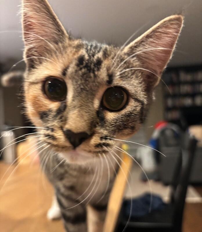 Enlarge Violet, a Adoptable Domestic Short Hair in Colmar, PA image 2/5