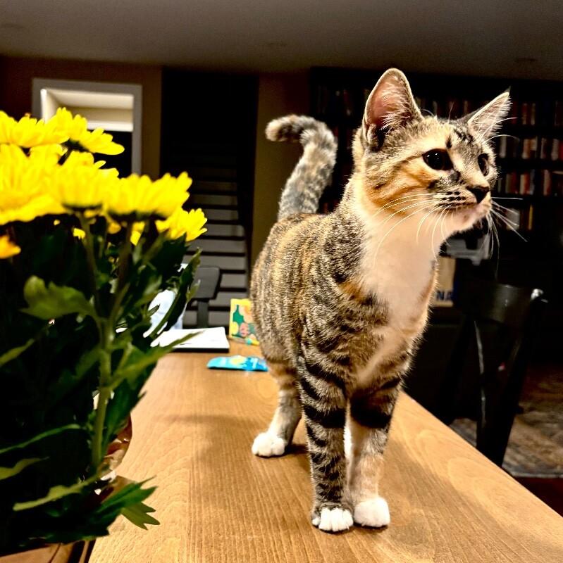 Enlarge Violet, a Adoptable Domestic Short Hair in Colmar, PA image 4/5