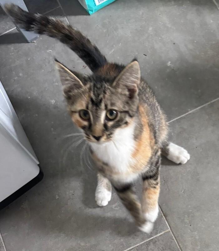 Enlarge Violet, a Adoptable Domestic Short Hair in Colmar, PA image 5/5