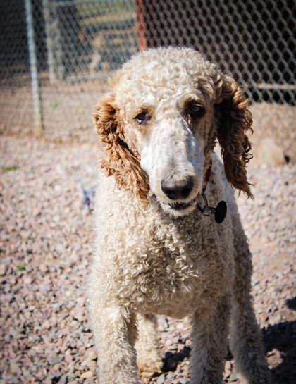 Ernest, a ADOPTABLE Standard Poodle in Missoula, MT image 2/2