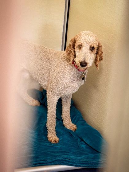 Enlarge Ernest, a ADOPTABLE Standard Poodle in Missoula, MT image 1/1