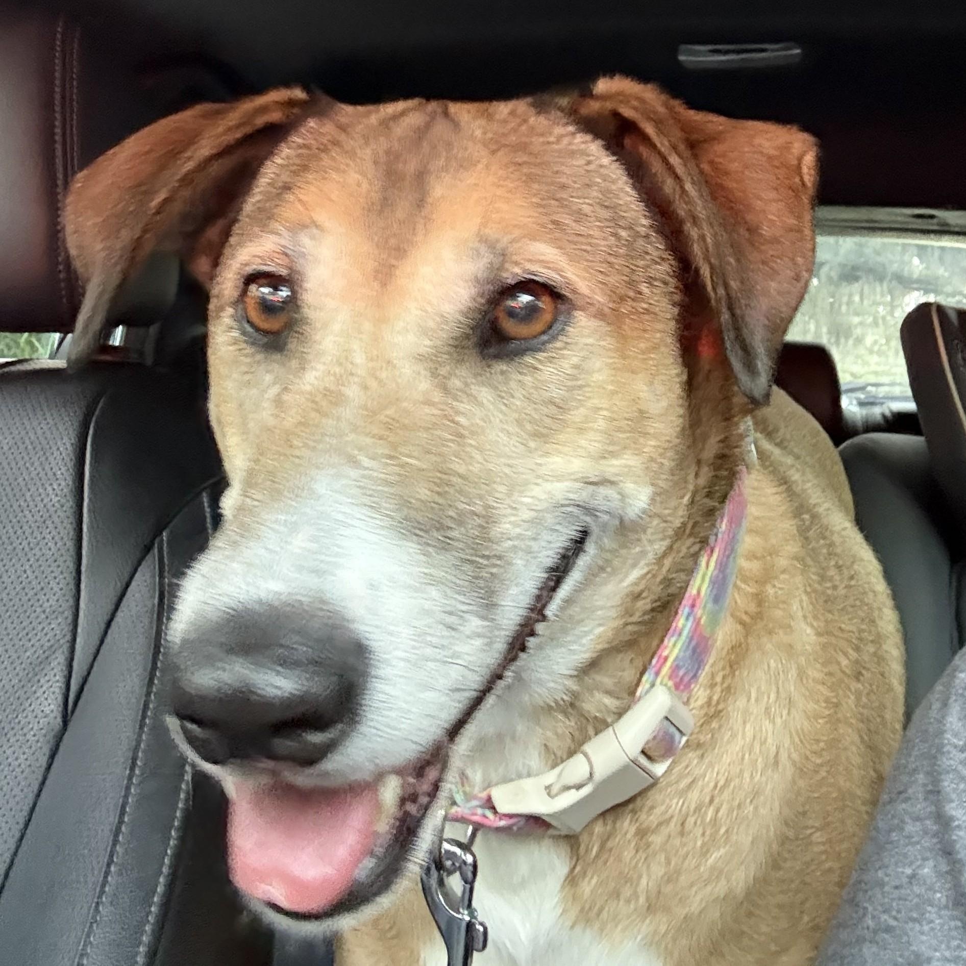 Enlarge Jenny, a Adoptable mixed breed in Savannah, GA image 3/3