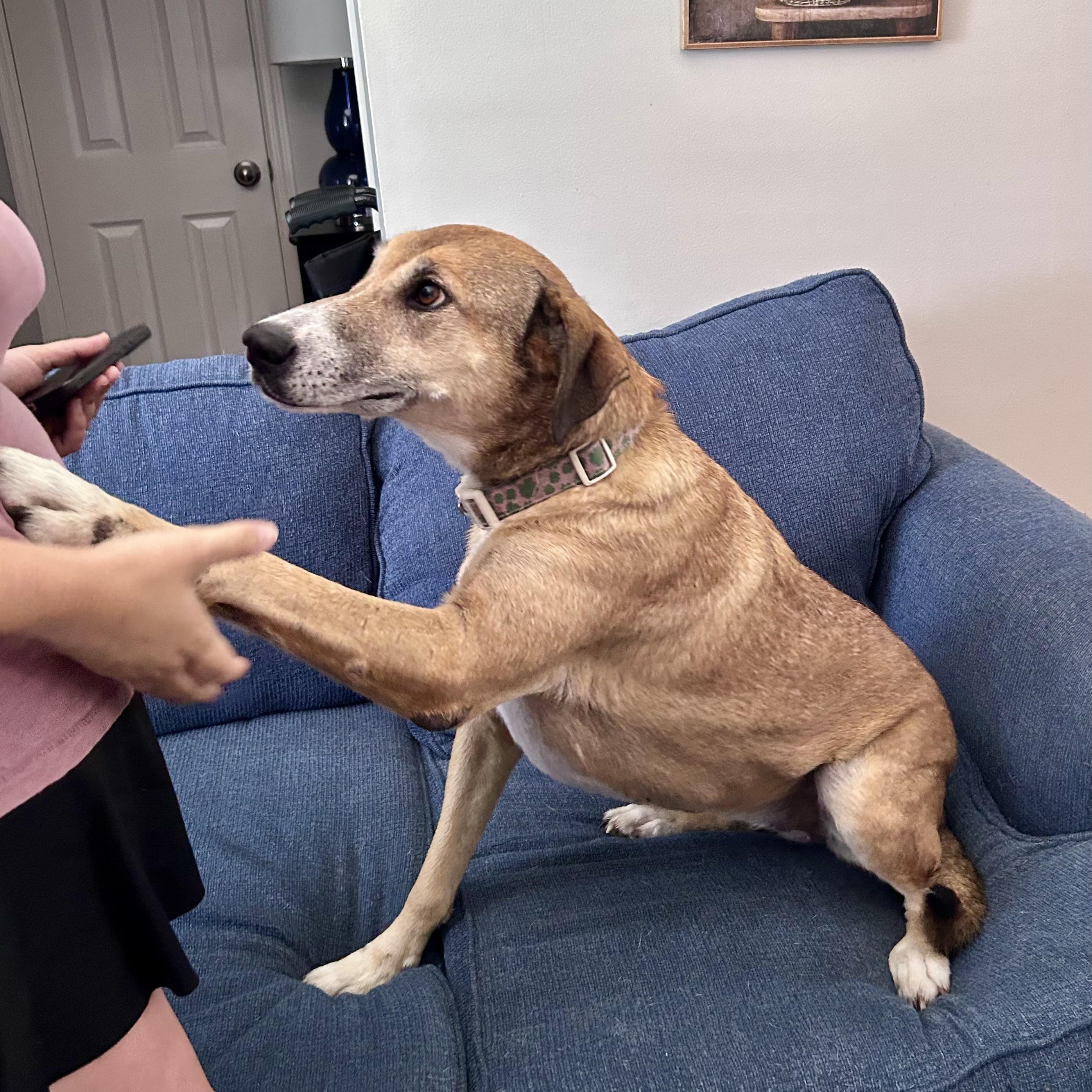 Enlarge Jenny, a Adoptable mixed breed in Savannah, GA image 2/3