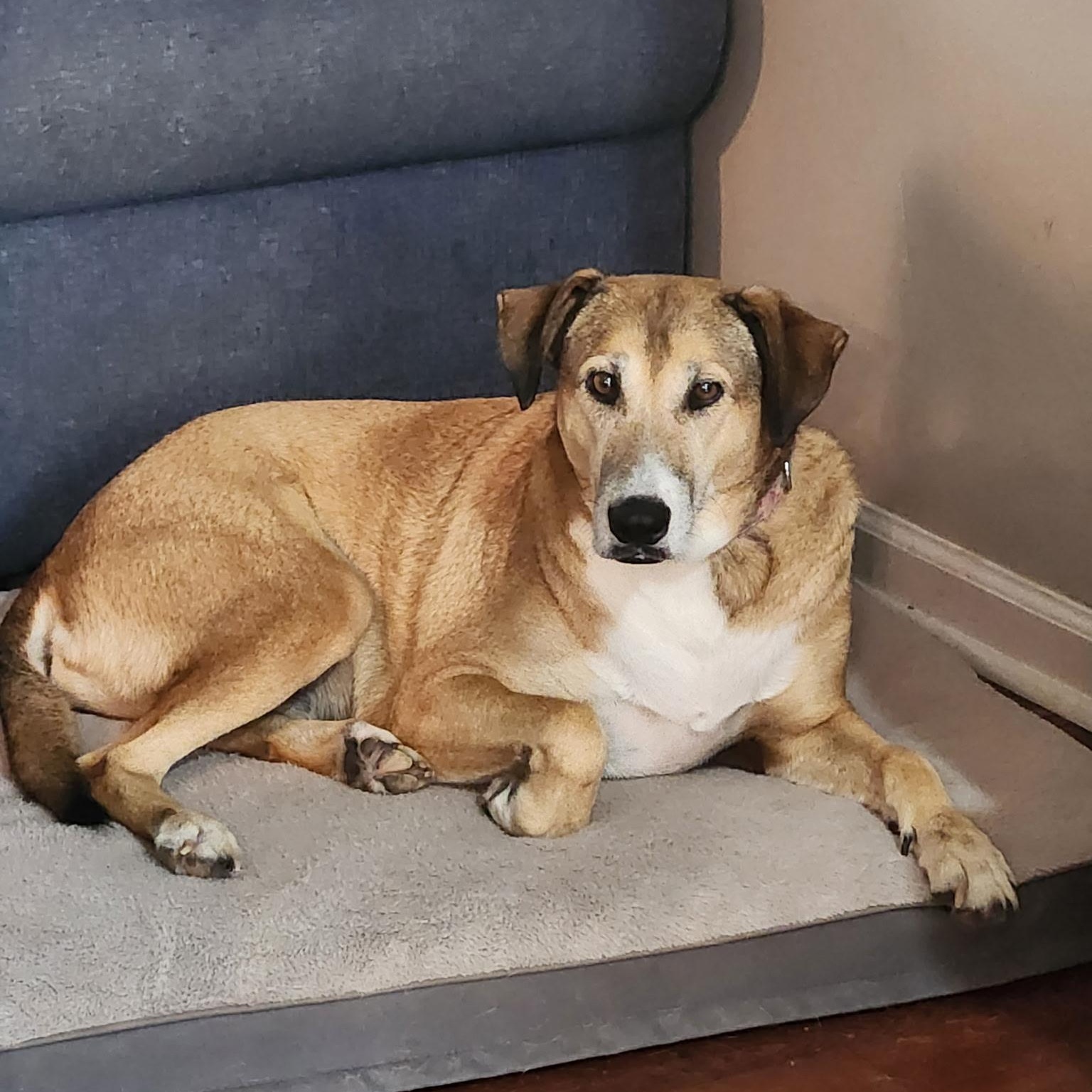 Jenny, Adoptable, Senior Female Labrador Retriever.