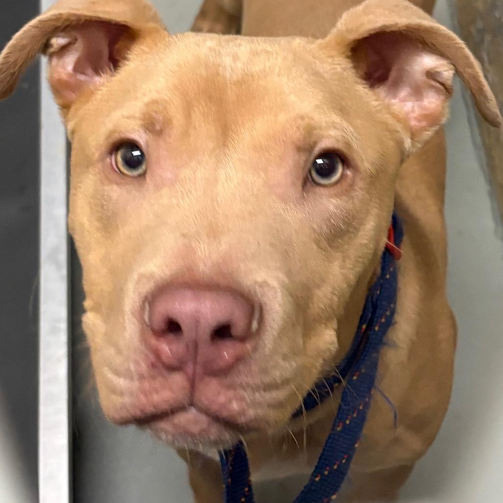 Enlarge Goldie, a Adoptable Staffordshire Bull Terrier in Newark, NJ image 1/1