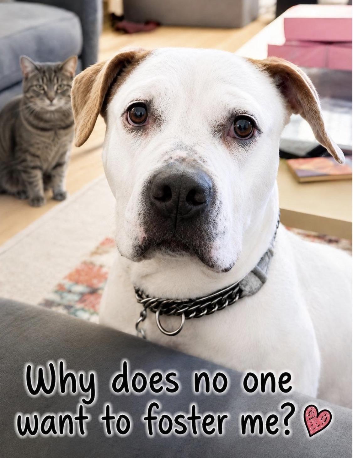 CHARLOTTE: Urgent foster needed (cat friendly) , ADOPTABLE, Adult Female American Bulldog & Boxer.