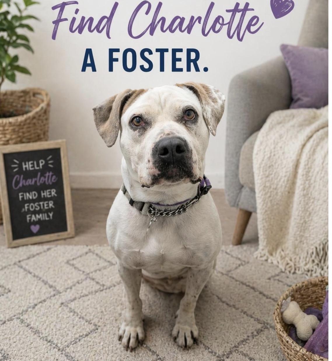 Enlarge CHARLOTTE: Urgent foster needed (cat friendly) , a ADOPTABLE mixed breed in San Clemente, CA image 4/6