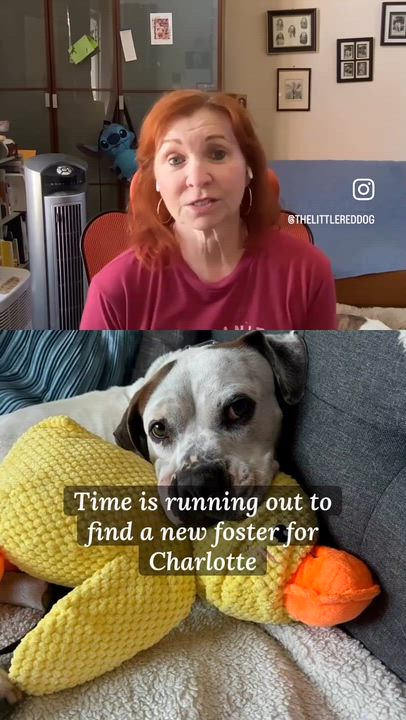 Enlarge CHARLOTTE: Urgent foster needed (cat friendly) , a ADOPTABLE mixed breed in San Clemente, CA video 2/6
