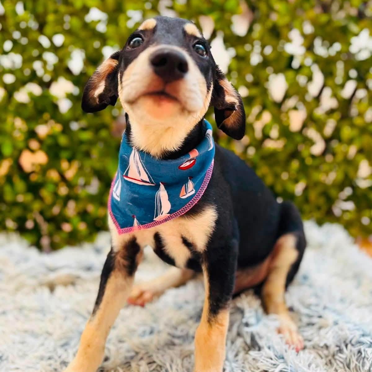Enlarge Lola, a Adopted mixed breed in Williamsburg, ON image 2/3