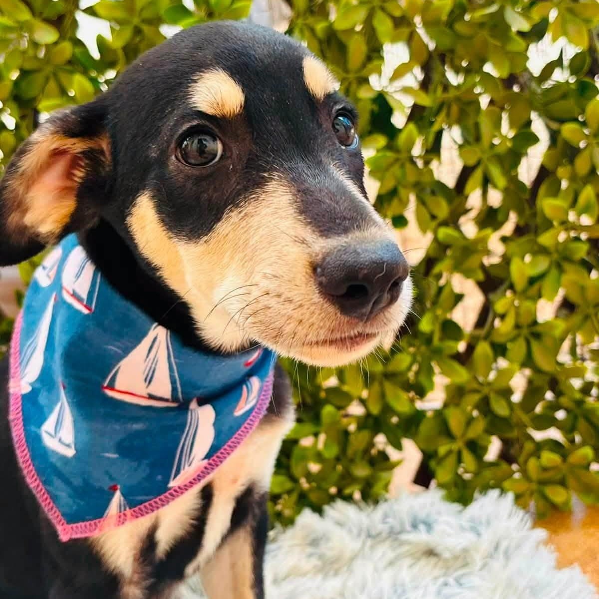 Lola, Adopted, Young Female Hound & Doberman Pinscher.