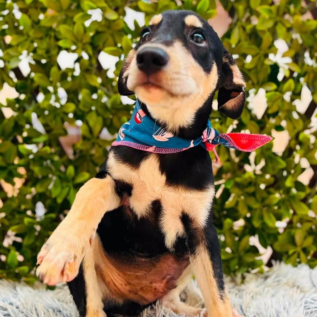 Enlarge Lola, a Adopted mixed breed in Williamsburg, ON image 3/3